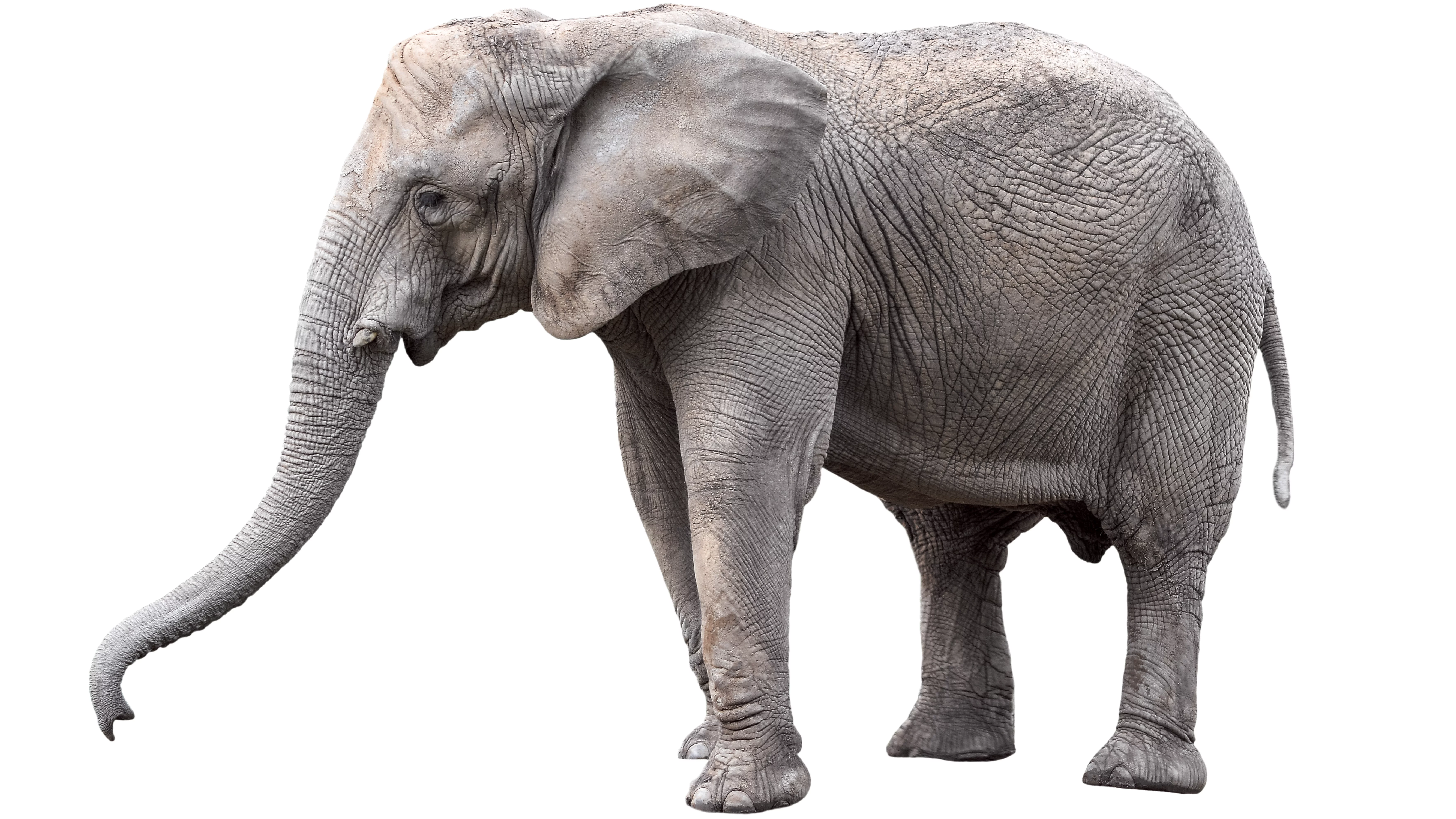 How to Scan an Elephant: Digitizing Awkward Artifacts from Artifact to Zombie