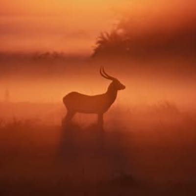 Escape to Nature at Kafue River Lodge image