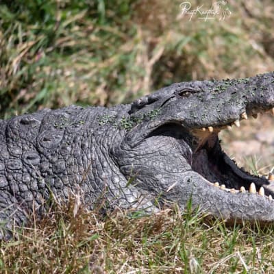 🐊 We’re OPEN! 🐍 image