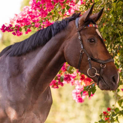 For the love of your horse… image