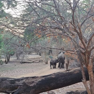 Get ready for adventure at Mvuu Lodge Zambia!  image
