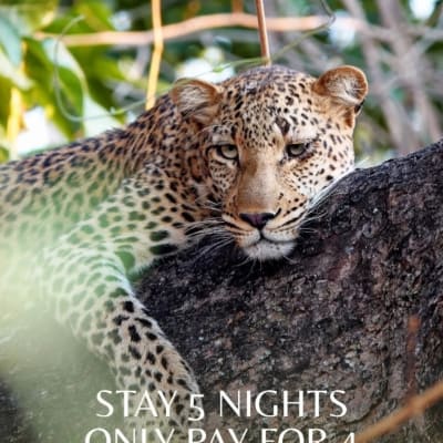 Book 5 nights @chikuntosafarilodge and receive the 5th night FREE.  image