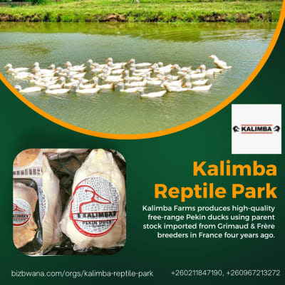 International quality free range Pekin ducks image