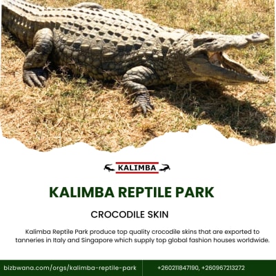 Produces top quality crocodile skin products image