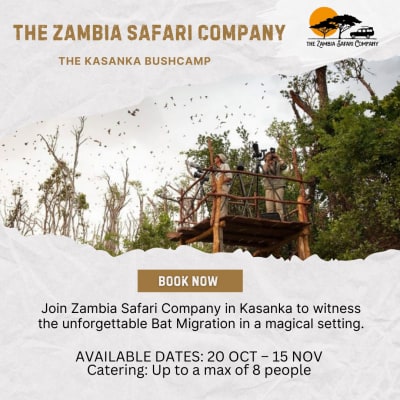 Experience the unforgettable Bat Migration with Zambia Safari Company in Kasanka image
