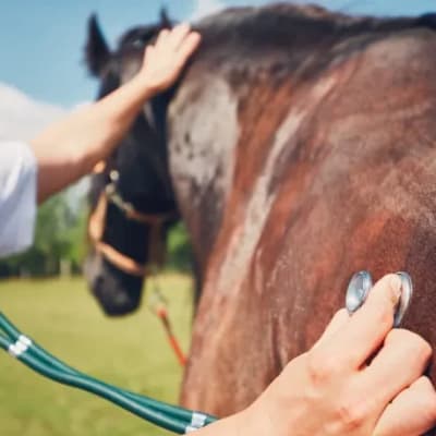  At Glencoe, your horse isn’t just a patient — it’s part of the family. image