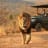 Adorable Safari and Tours