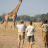 North Luangwa National Park