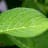 Zambian Crop and Veterinary Care Ltd
