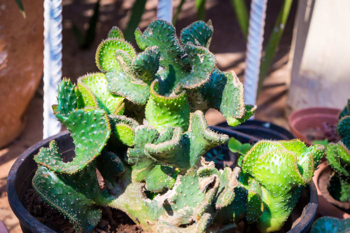 18+ Curly Succulent Plants