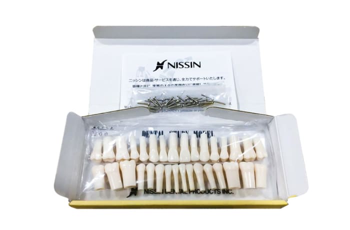 Nissin - Typodont Replacement Teeth with Screws | Asian