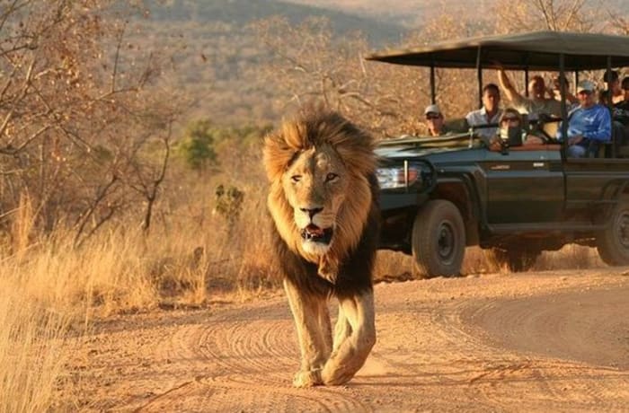 Adorable Safari and Tours image