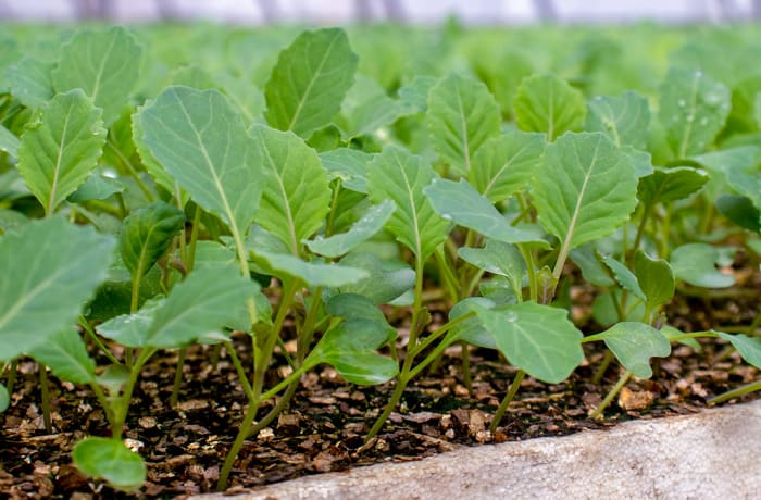 Seeds & Seedlings image