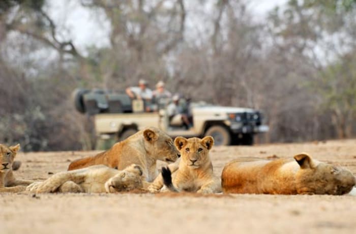 Safaris image