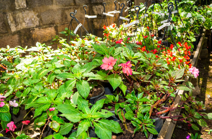 Tree & plant nurseries image