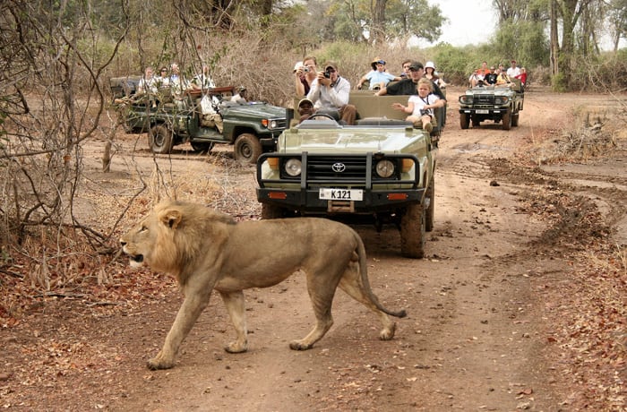 Safaris image