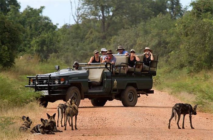 Safaris image