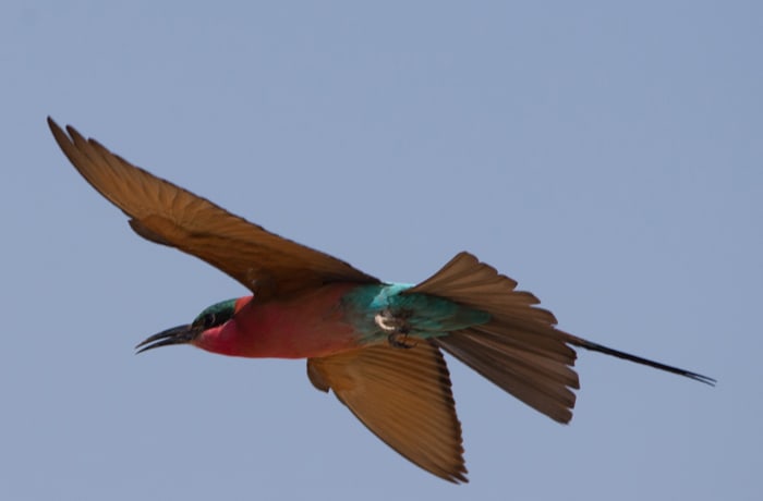 Mvuu Lodge Zambia image