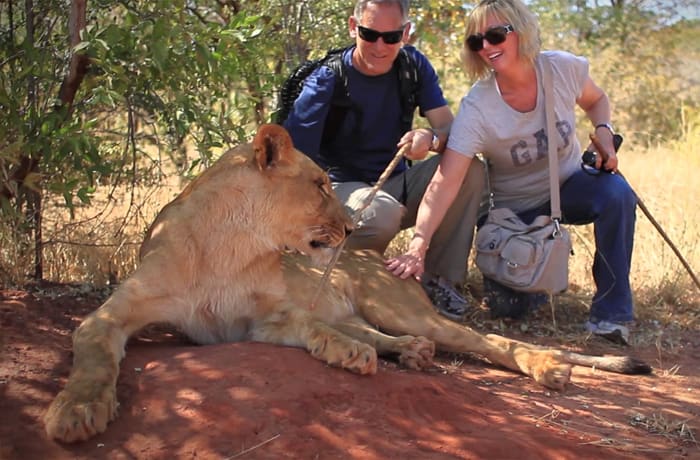 Animal encounter image