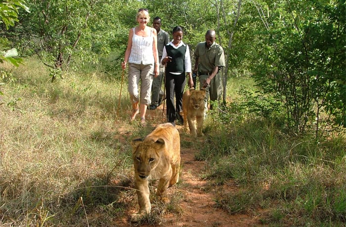 Animal encounter image