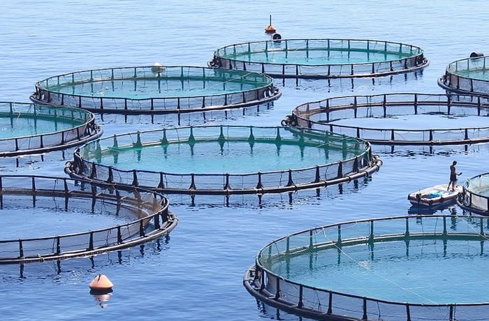 Fish farming image