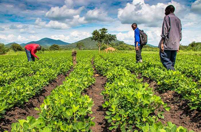 Crop farming image