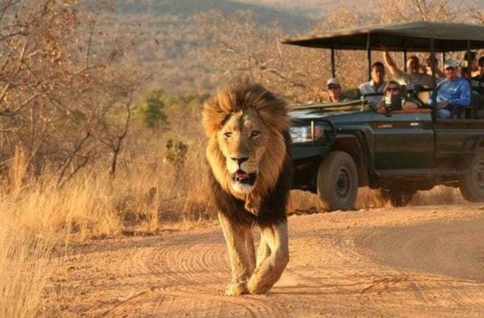 Adorable Safari and Tours image