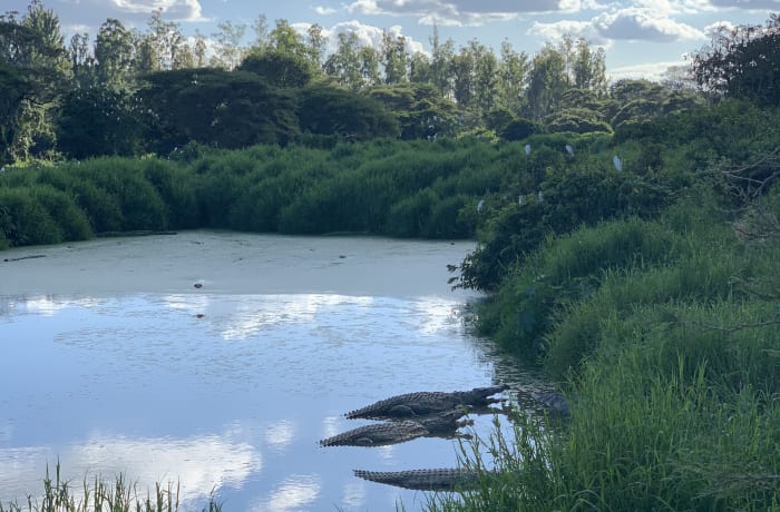 Crocodile Farming - 3
