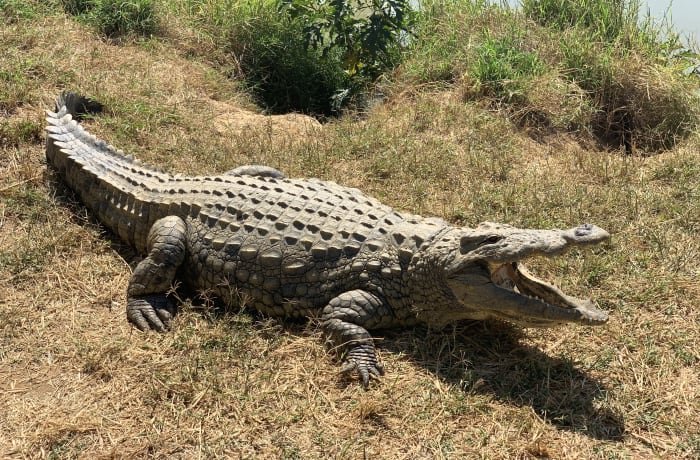 Crocodile Farming - 1