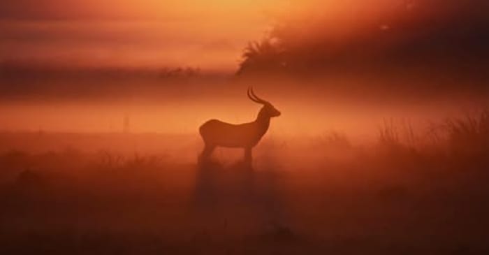 Escape to Nature at Kafue River Lodge