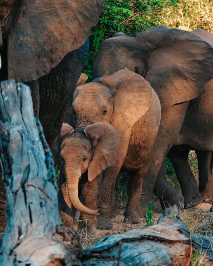 A busy afternoon at the waterhole, Royal Zambezi Lodge