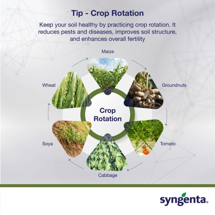 Crop Rotation is a win-win for both your crops and the land