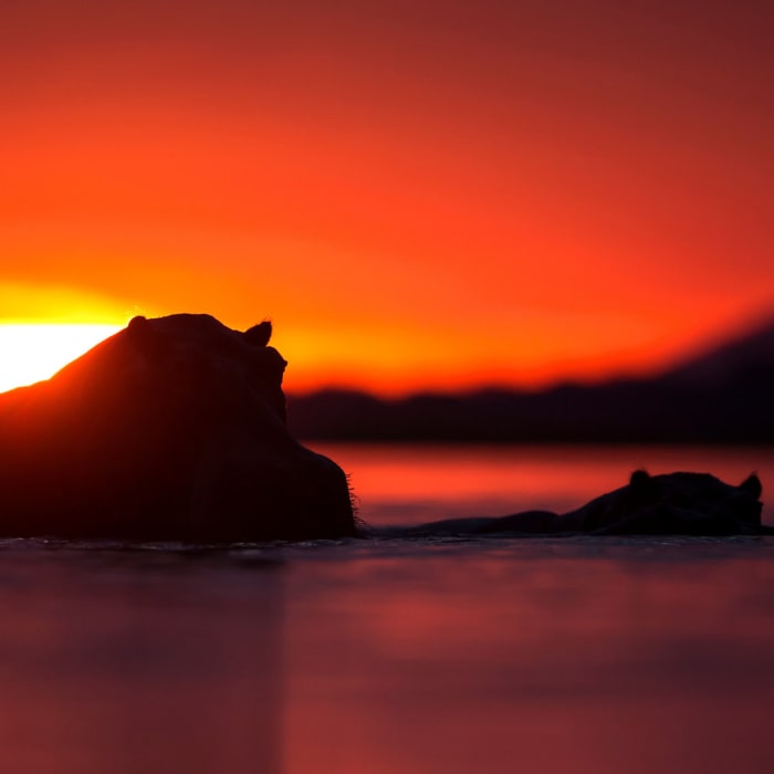 A glimpse of these magnificent animals at sunset