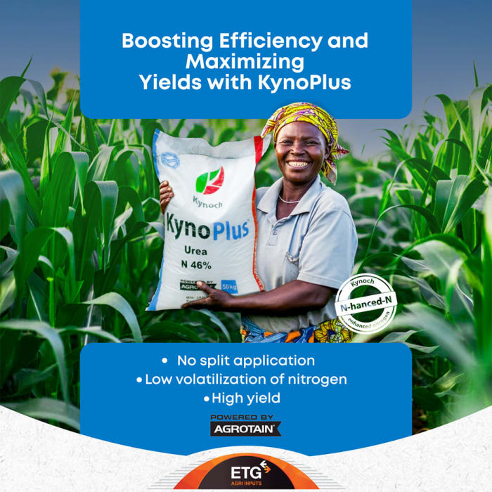 Maximize Maize Yields with Climate-Smart Kynoplus for 2024-2025