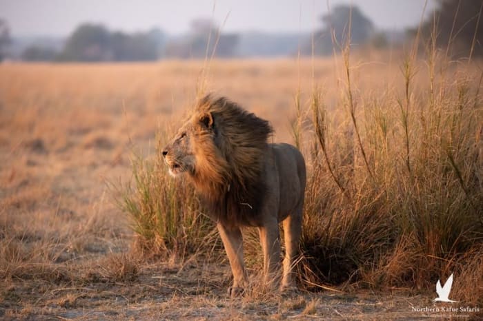 Experience thrilling game drives through some of Zambia's most iconic wilderness areas! 
