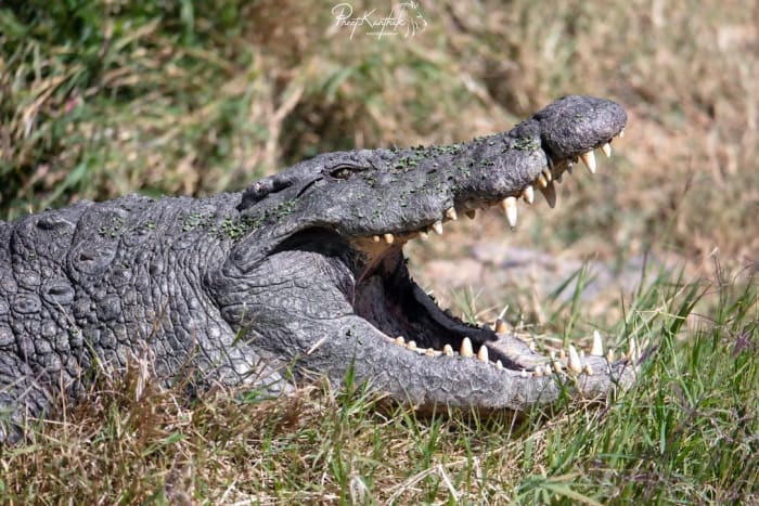 🐊 Experience Zambia's Wildlife Up Close!