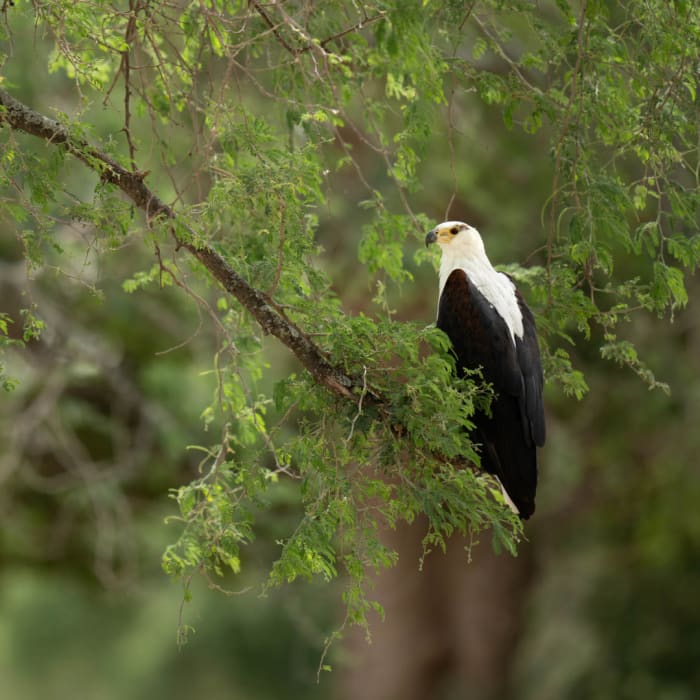 🦅 Have you ever seen our national bird?