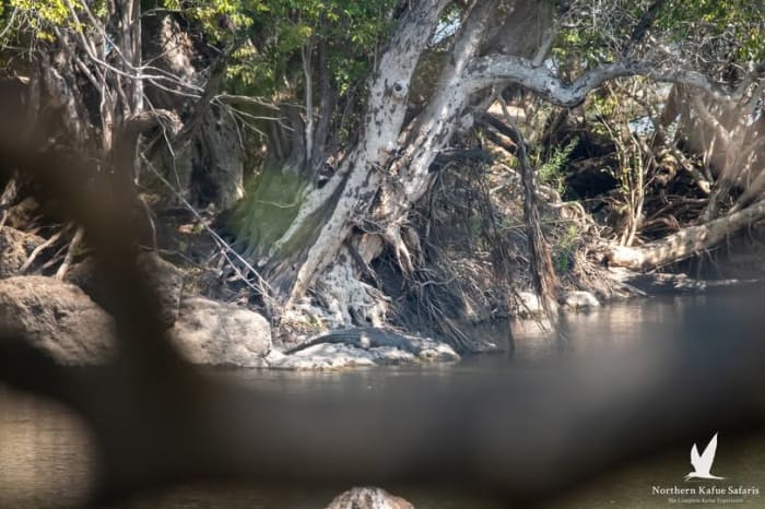 Meet Our Resident Croc at Kafue River Lodge