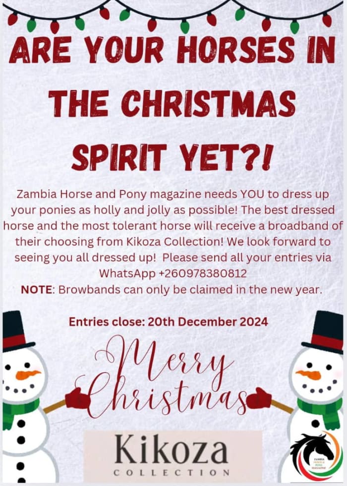 Get your four-legged friend Tinselled up and join the celebration!