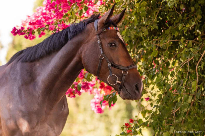 For the love of your horse…