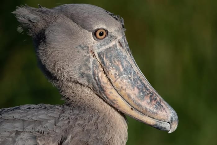 Join us for an unforgettable experience in the Bangweulu Wetlands...