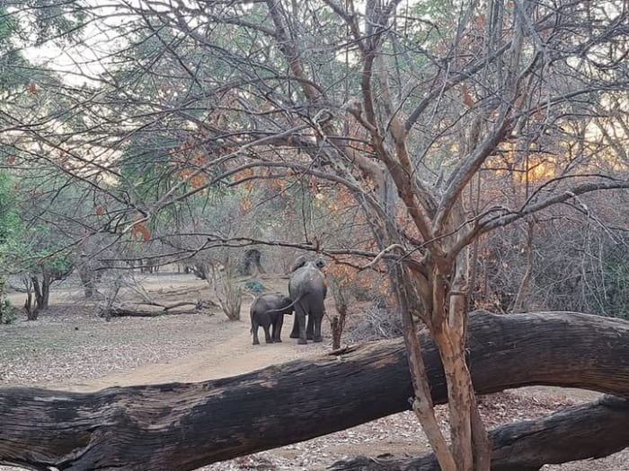 Get ready for adventure at Mvuu Lodge Zambia! 