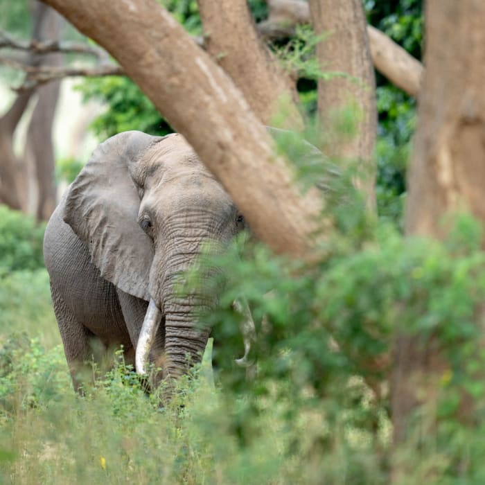This gentle giant is hiding in the lush greenery of the wild!🐘🌿
