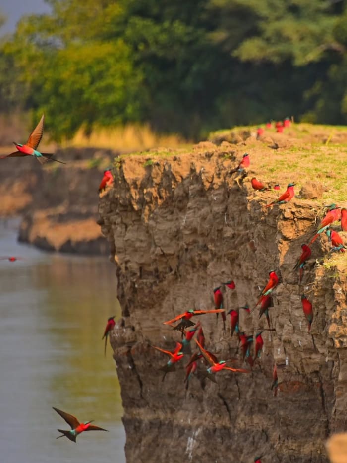 The seasonal arrival of Carmine Bee-Eaters