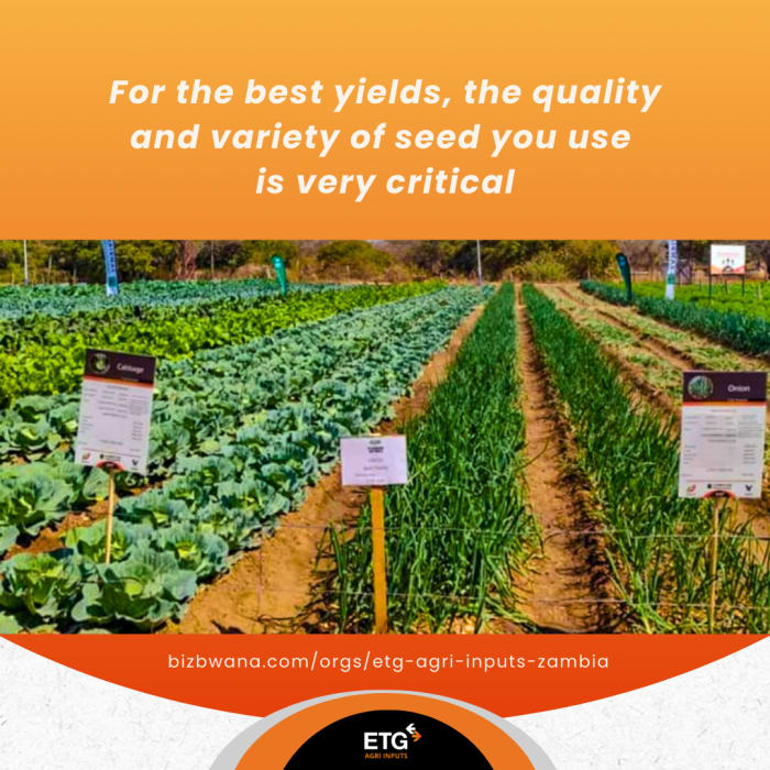 Maximize your harvests with top-quality seeds from ETG Agri Inputs Zambia