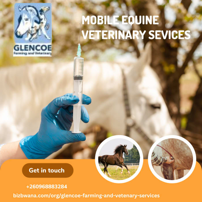 A modern and progressive full service veterinary clinic