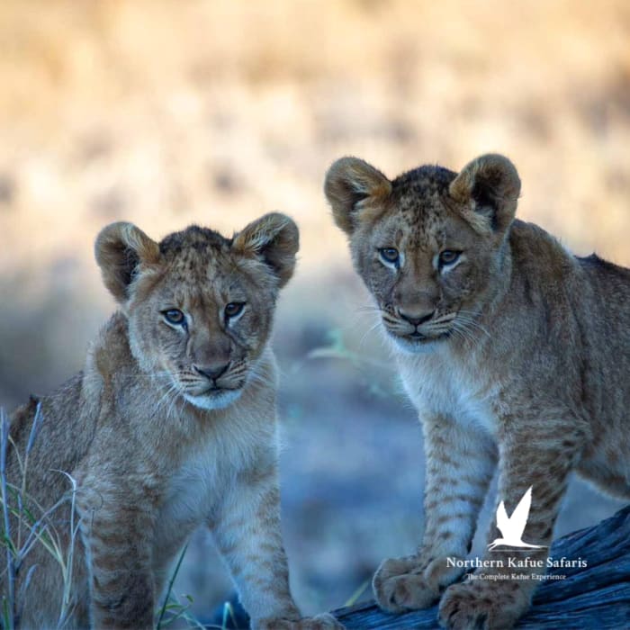 Immerse Yourself in the Untamed Beauty of Kafue National Park