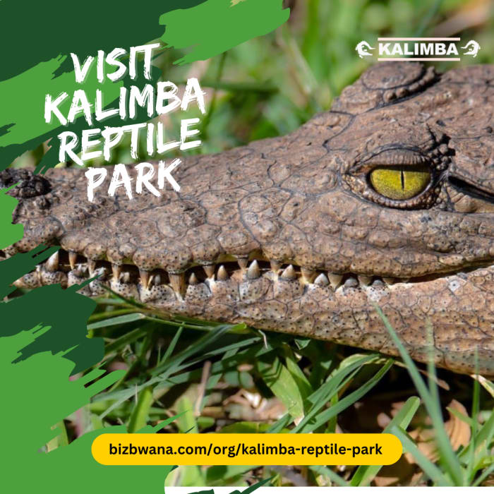 Encounter Remarkable Reptiles at Kalimba Reptile Park At Kalimba Reptile Park