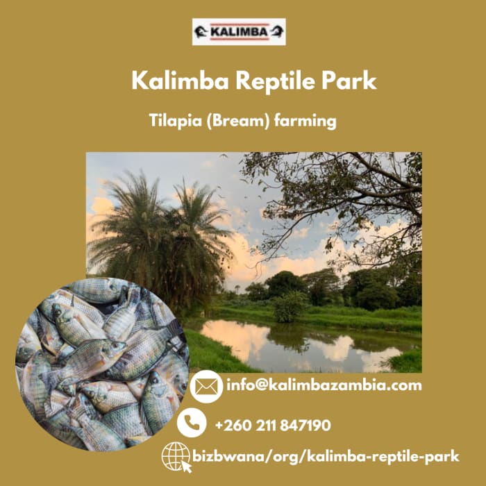 The only commercial farm using an indigenous species of Tilapia (Bream)