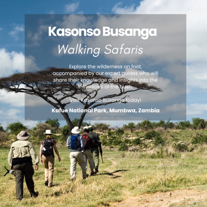 join us for an unforgettable journey into the heart of the African wilderness!